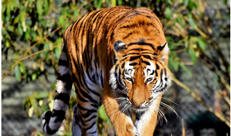 Zoobic Safari tiger