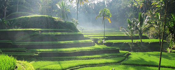 Bisma Eight Bali rice field